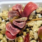 Haworthia Seedling truncata Lime Green MS118 - 6