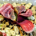 Haworthia Seedling truncata Lime Green MS118 - 8