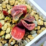 Haworthia Seedling truncata Lime Green MS118 - 9