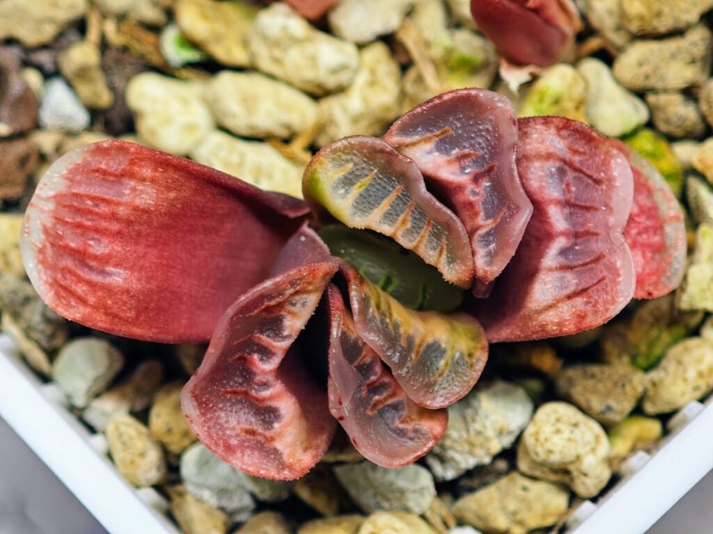Haworthia Seedling truncata Lime Green MS118 - 10