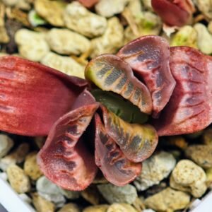 Haworthia Seedling truncata Lime Green MS118 - 10