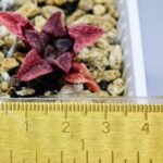 Haworthia Seedling MS120 Silver Mutica - 1