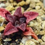 Haworthia Seedling MS120 Silver Mutica - 2