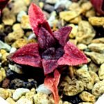 Haworthia Seedling MS120 Silver Mutica - 3