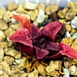 Haworthia Seedling MS120 Silver Mutica - 5