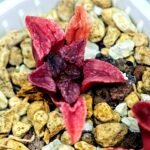 Haworthia Seedling MS120 Silver Mutica - 6