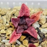 Haworthia Seedling MS120 Silver Mutica - 7