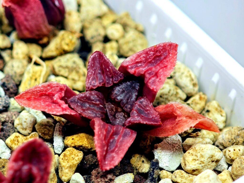 Haworthia Seedling MS120 Silver Mutica - 8
