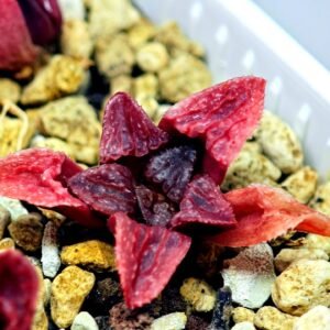 Haworthia Seedling MS120 Silver Mutica - 8