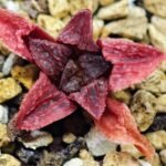 Haworthia Seedling MS120 Silver Mutica - 9