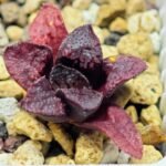 Haworthia Seedling MS122 Silver Mutica - 8