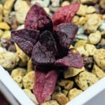 Haworthia Seedling MS122 Silver Mutica - 9