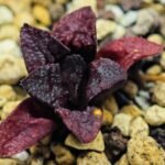 Haworthia Seedling MS122 Silver Mutica - 1