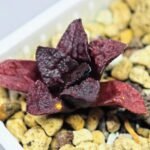 Haworthia Seedling MS122 Silver Mutica - 2