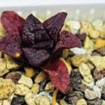 Haworthia Seedling MS122 Silver Mutica - 3