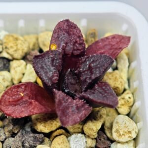 Haworthia Seedling MS122 Silver Mutica - 5