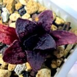 Haworthia Seedling MS122 Silver Mutica - 7