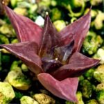Haworthia Seedling MS135 - 1