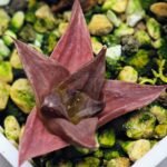 Haworthia Seedling MS135 - 2