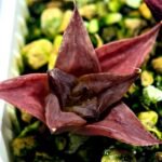 Haworthia Seedling MS135 - 4