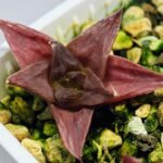 Haworthia Seedling MS135 - 5