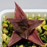 Haworthia Seedling MS135 - 6