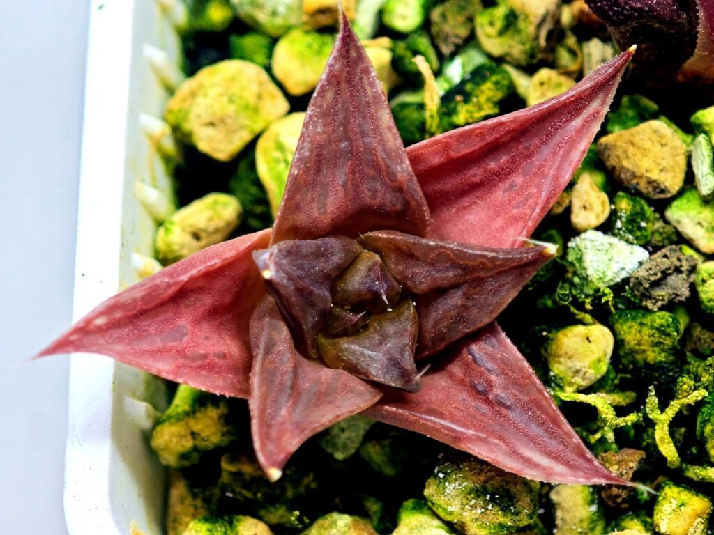 Haworthia Seedling MS135 - 10