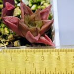 Haworthia Seedling MS137 Black Major x Cymbiformis - 1
