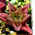 Haworthia Seedling MS137 Black Major x Cymbiformis - 2