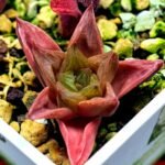 Haworthia Seedling MS137 Black Major x Cymbiformis - 3