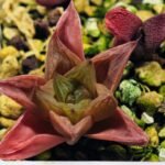 Haworthia Seedling MS137 Black Major x Cymbiformis - 4