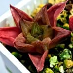 Haworthia Seedling MS137 Black Major x Cymbiformis - 5