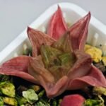 Haworthia Seedling MS137 Black Major x Cymbiformis - 7