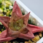 Haworthia Seedling MS137 Black Major x Cymbiformis - 8