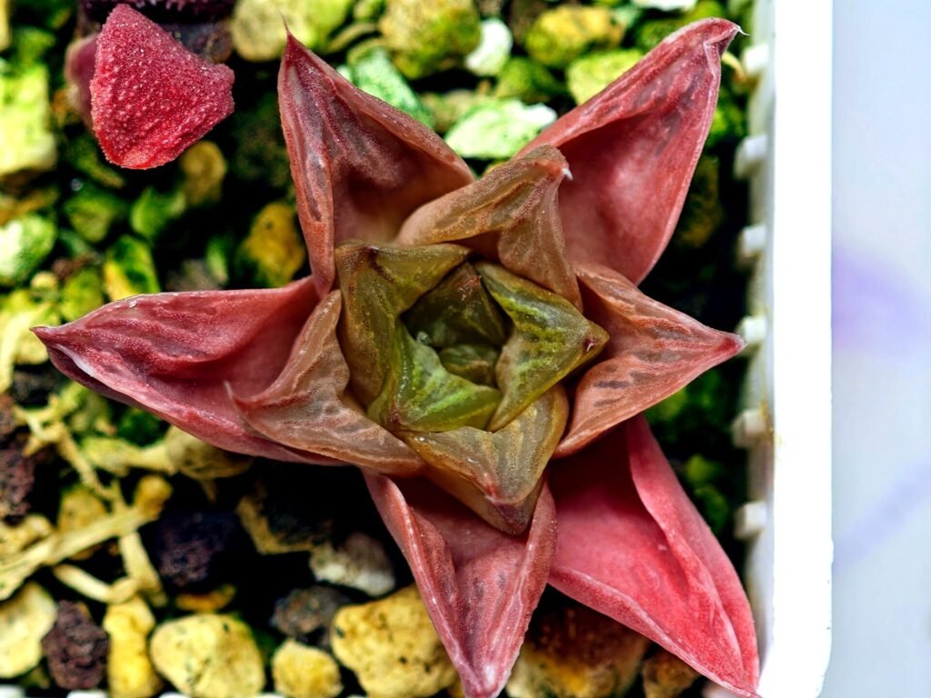 Haworthia Seedling MS137 Black Major x Cymbiformis - 9
