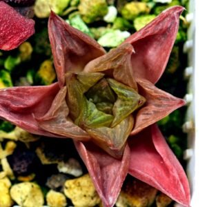 Haworthia Seedling MS137 Black Major x Cymbiformis - 9