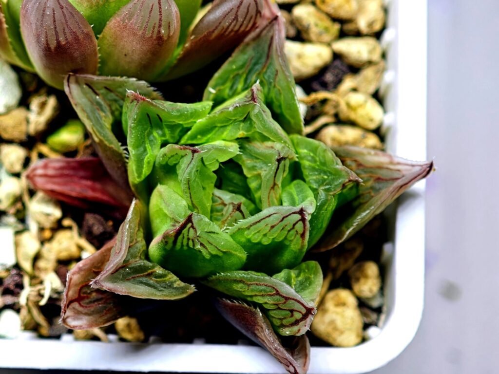 Haworthia Seedling MS143 Betsu Yamada x Paradise Flower - 17