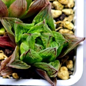 Haworthia Seedling MS143 Betsu Yamada x Paradise Flower - 17