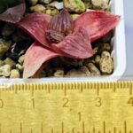 Haworthia Seedling Hikaru Genji RU-1 Var MS145 - 10