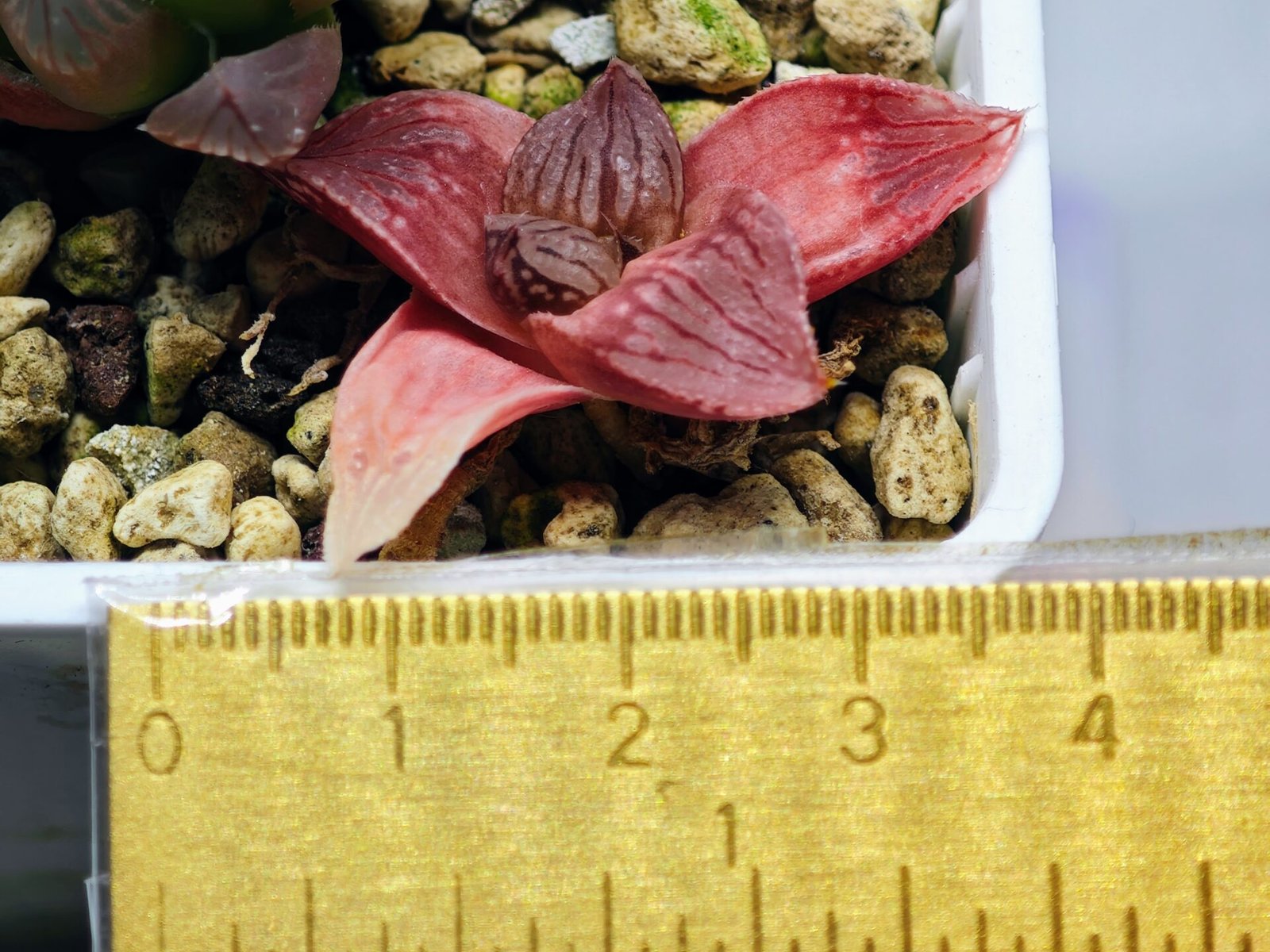 Haworthia Seedling Hikaru Genji RU-1 Var MS145 - 10