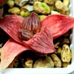 Haworthia Seedling Hikaru Genji RU-1 Var MS145 - 11