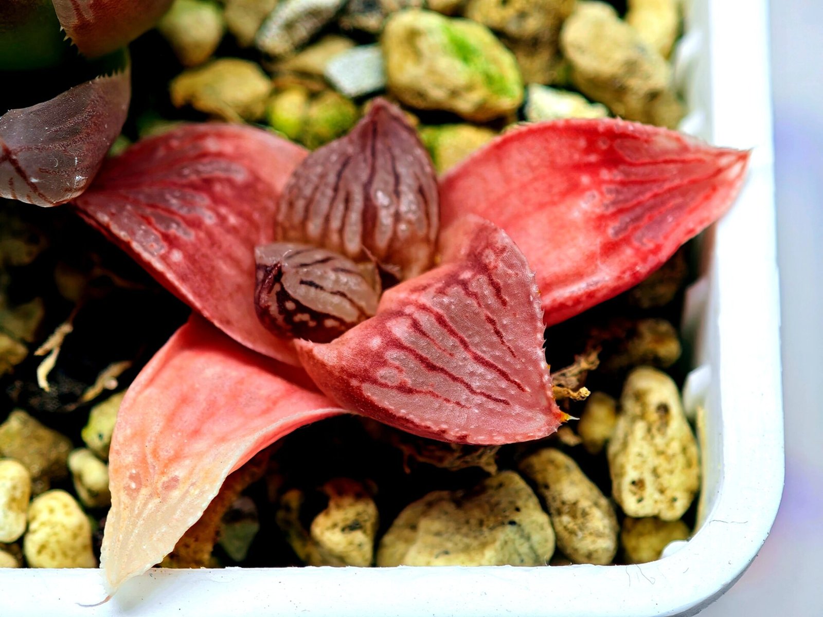 Haworthia Seedling Hikaru Genji RU-1 Var MS145 - 11