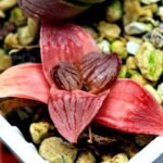 Haworthia Seedling Hikaru Genji RU-1 Var MS145 - 12