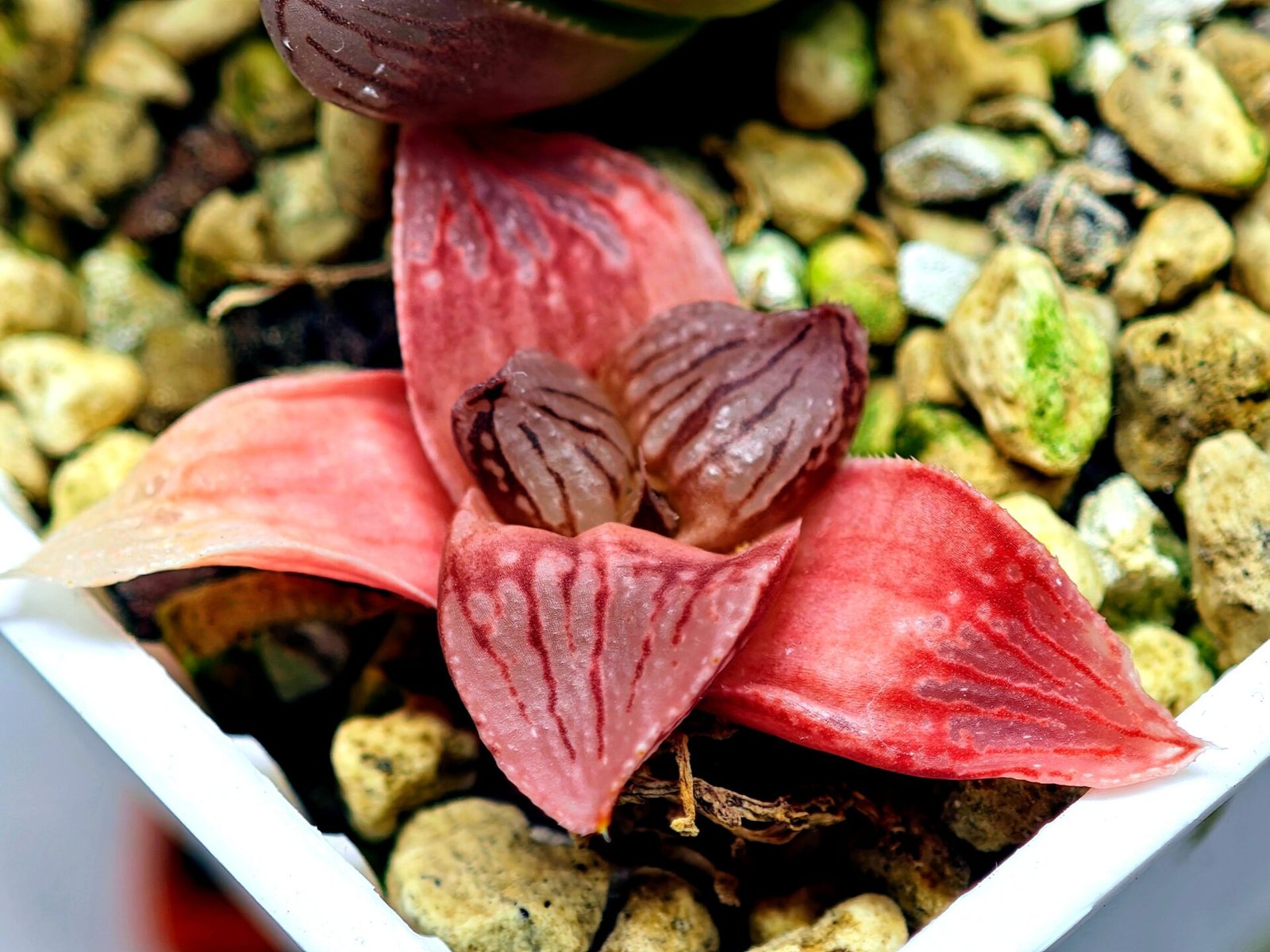 Haworthia Seedling Hikaru Genji RU-1 Var MS145 - 12