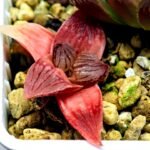 Haworthia Seedling Hikaru Genji RU-1 Var MS145 - 13