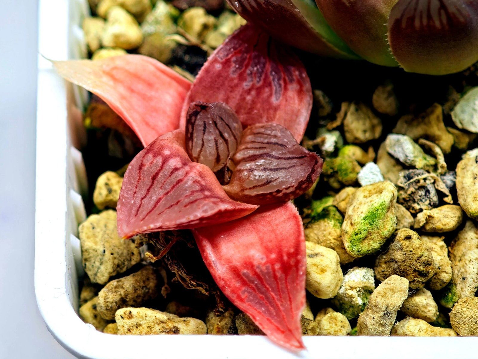 Haworthia Seedling Hikaru Genji RU-1 Var MS145 - 13