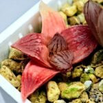 Haworthia Seedling Hikaru Genji RU-1 Var MS145 - 14