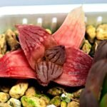 Haworthia Seedling Hikaru Genji RU-1 Var MS145 - 15