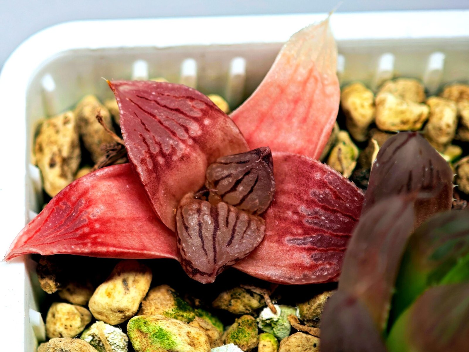 Haworthia Seedling Hikaru Genji RU-1 Var MS145 - 15