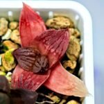 Haworthia Seedling Hikaru Genji RU-1 Var MS145 - 16